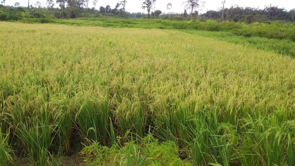 Kementan Dukung Papua Kembangkan Pertanian di Kabupaten Sejuta Rawa