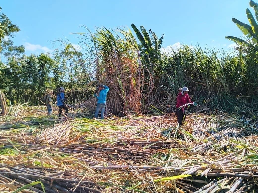Menyelamatkan Pabrik Gula Berbasis Tebu