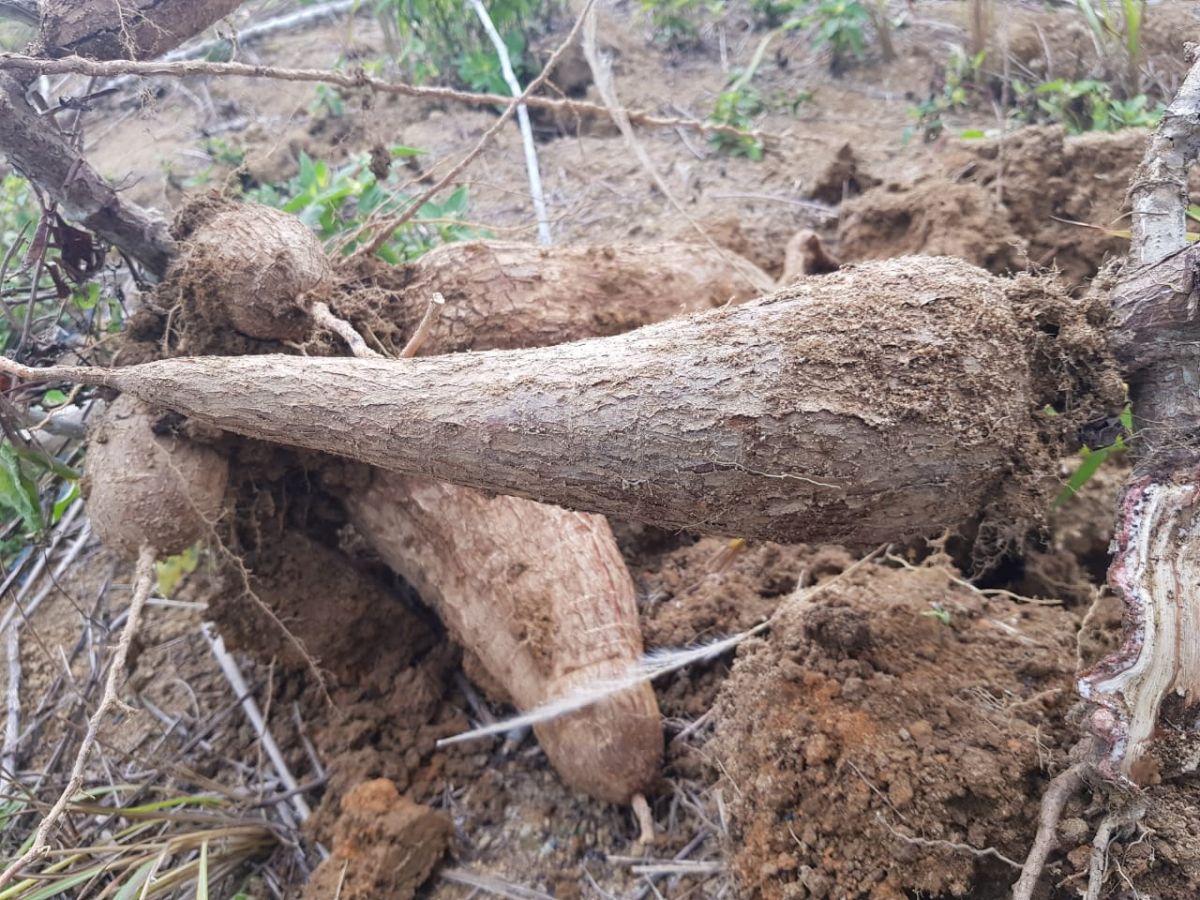 Dorong Pengembangan Bibit Unggul Ubi Kayu, Kementan Bantu Sertifikasi di Kepri