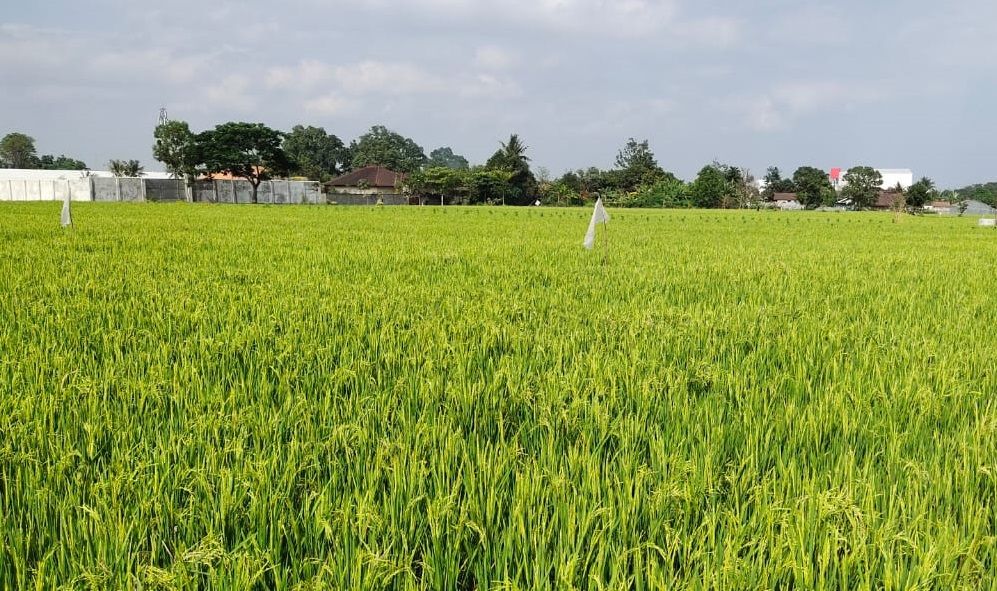 Tingkatkan Produksi Padi, Kabupaten Bandung Andalkan Pembangunan RJIT