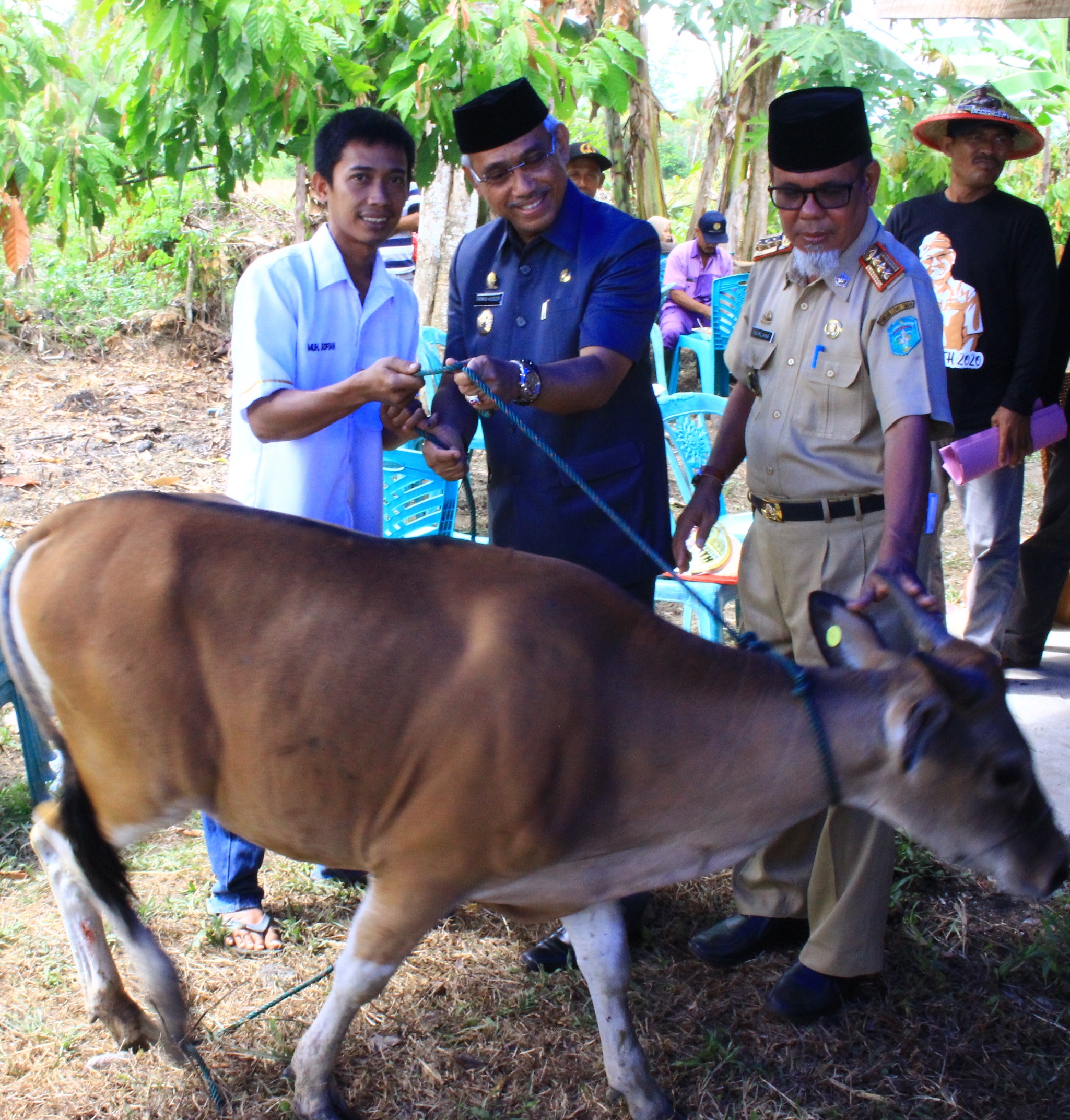Serahkan 500 Ternak Sapi, Husler Optimis Over Target