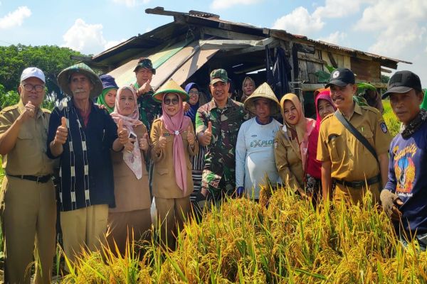 DP2 Makassar Panen Padi di Kelompok Tani Sukamaju