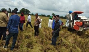 Wajo Panen Raya, Petani Langsung Tanam Padi Lagi di Tengah Pandemi Covid 19