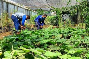 Fasharkan Dukung Ketahanan Pangan Di Tengah Pandemi Corona