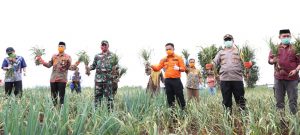 Produksi Pertanian Bantaeng tak Terganggu Pandemi Covid-19