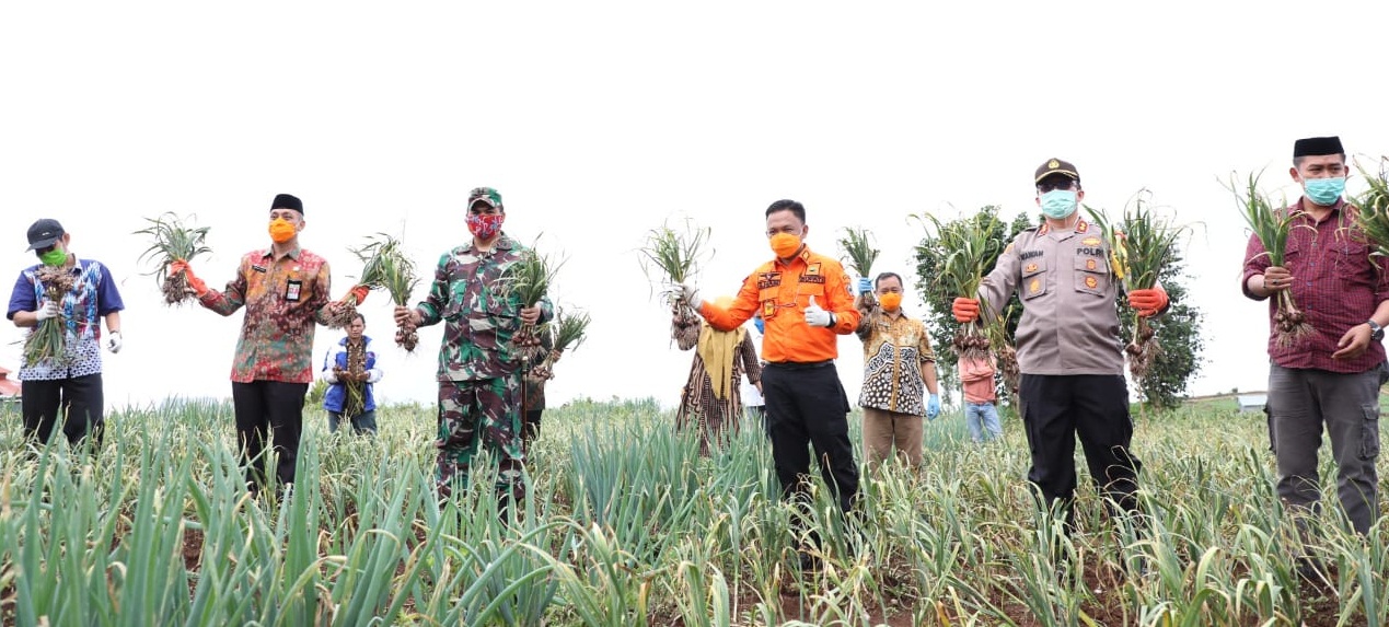 Produksi Pertanian Bantaeng tak Terganggu Pandemi Covid-19
