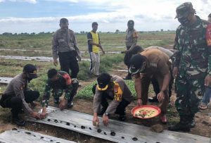 17.6 foto taka melon Kapolres Takalar AKBP Budi Wahyono Tanam 5000 Bibit Melon