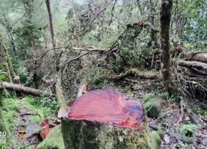 3.6 foto hutan Pegiat Lingkungan Sorot Penebangan Pohon di Area Hutan Lembah Ramma