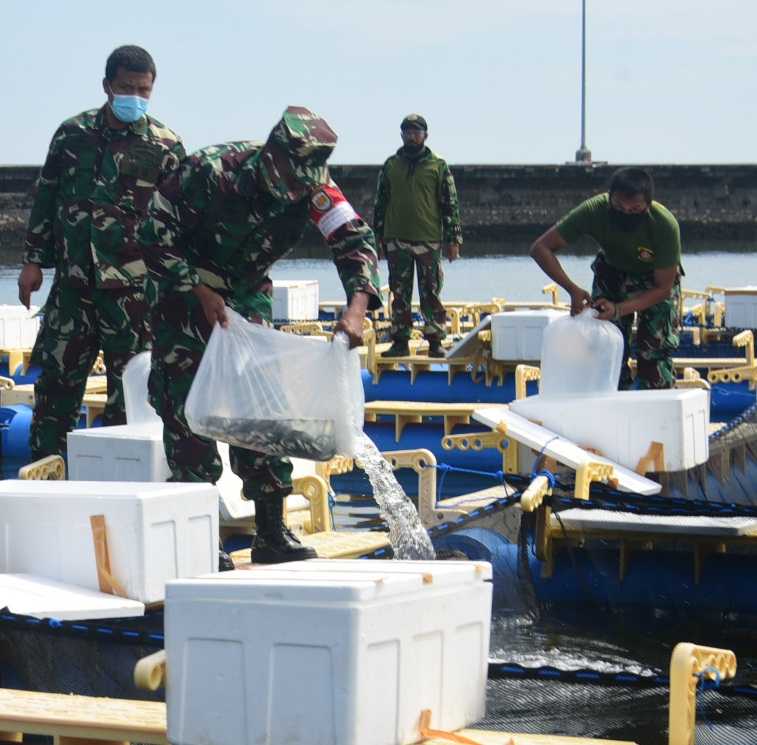 Aspotmar Danlantamal VI Tebar 10 Ribu Benih Ikan Kakap Putih