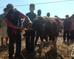 Disnakbun Gowa Cek Kesehatan Hewan kurban
