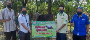 PT Semen Tonasa Bagikan 27 Ekor Sapi Kurban