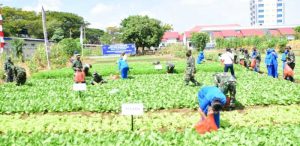 Vicon, Kasal Saksikan Panen Raya Kebun Ketahanan Pangan Lantamal VI di Karuwisi
