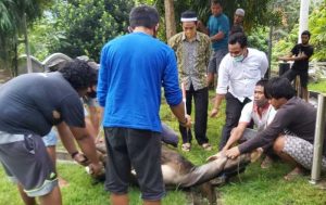 PHBI Enrekang: Total Hewan Qurban 3.046 Ekor, Senilai Rp50 Miliar