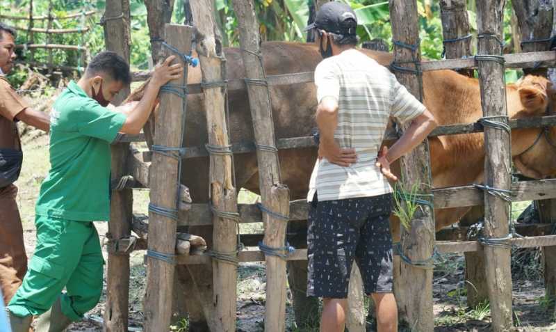 Disnakan Sidrap dan UPTD Pembibitan Ternak Sulsel Transfer Embrio Sapi