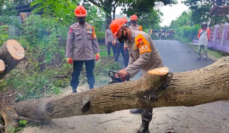 SAR Brimob Bone Evakuasi Pohon Tumbang di Jl Gunung Kinibalu