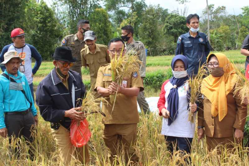 Wabup Sinjai Saksikan Ubinan Bersama BPS dan Dinas Tanaman Pangan Sulsel