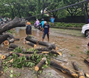 Angin Kencang, Dua Pohon Tumbang, DLH Gowa Imbau Warga Waspadai Pohon