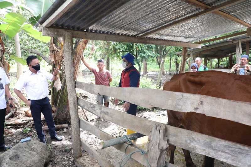 Bupati Bantaeng Tinjau Ternak Sapi Hasil Inseminasi Buatan