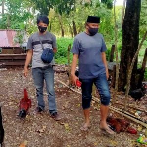 18.4 foto manuk Tim Polres Takalar dan Polsek Marbo Bubarkan Sabung Ayam, 2 Ayam Diamankan