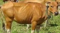 5.5 foto sapi PKP Parepare Uji Kualitas Daging Sapi, Ayam dan Ikan di Pasar Lakessi