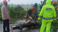 7.5 foto tim SAR Tim SAR Batalyon C Pelopor dan BPBD Bone Gerak Cepat Evakuasi Pohon Tumbang