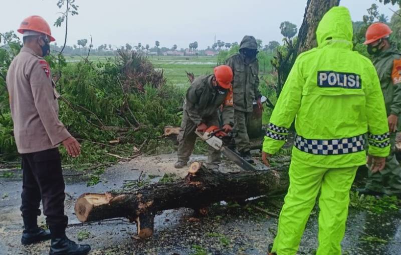 Tim SAR Batalyon C Pelopor dan BPBD Bone Gerak Cepat Evakuasi Pohon Tumbang