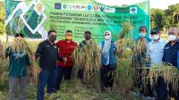 IMG-20210509-WA0022 Rektor UIM dan Kepala LLDIKTI IX Hadiri Panen Perdana Padi Percontohan M70D Di Desa Bojo Kabupaten Barru