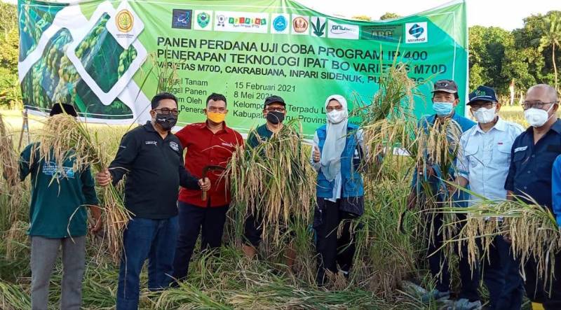 Rektor UIM dan Kepala LLDIKTI IX Hadiri Panen Perdana Padi Percontohan M70D Di Desa Bojo Kabupaten Barru