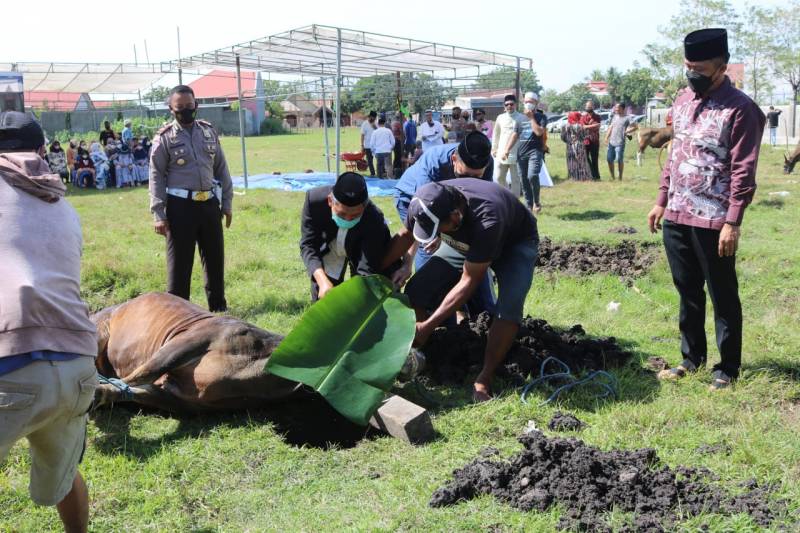 Tahun Ini Polres Jeneponto Berkurban 50 Ekor Sapi