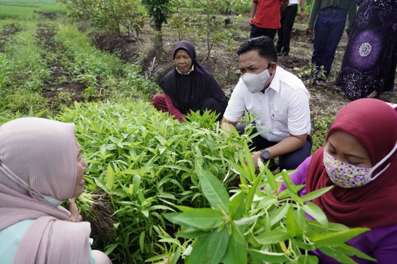 Kunjungi Kelompok Wanita Tani, Ilham Azikin Dorong Produksi Pangan Organik