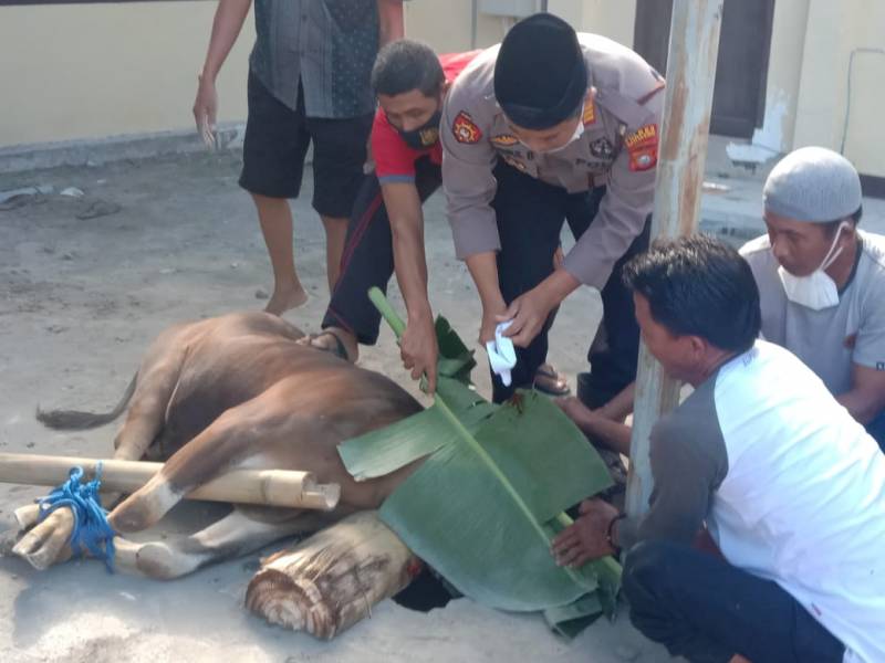 Polres Bantaeng potong 22 Ekor Sapi Kurban