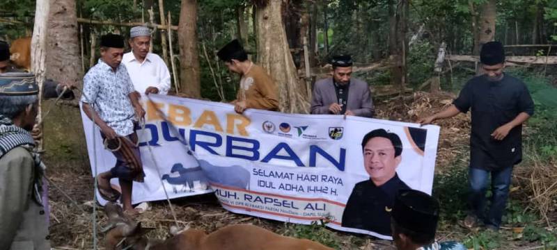 Muhammad Rapsel Ali Kurban 19 Ekor Sapi di Dapilnya