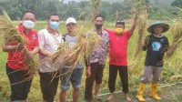 Sekda Selayar Panen Perdana Padi Varietas Ciherang di Buttu Desa Laiyolo