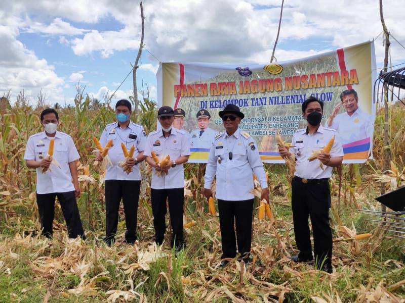Bupati Enrekang Panen Jagung bersama Menteri Pertanian SYL Melalui Virtual