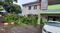 Pohon Tumbang Timpa Gedung UGD Puskesmas Antang Perumnas, Kapus Sigap Lakukan Ini!
