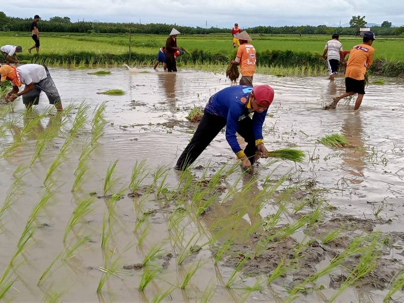 Ketua DPRD Makassar Turun Langsung Tanam Padi Bersama Warga Lakkang