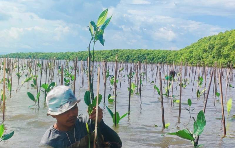 Pemprov Sulsel Tanam 39 Ribu Batang Mangrove di Desa Marannu Maros