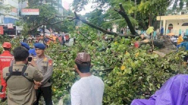 Antisipasi Pohon Tumbang, Anggota DPRD Makassar: DLH Sebaiknya Pangkas Pohon Tua