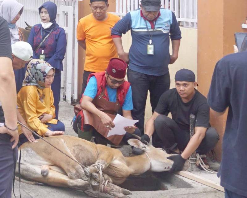 IKA SMAPAT Makassar Kurban 14 Ekor Sapi
