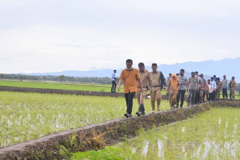 Hingga September Suplai Beras 120 Ribu Ton, Sulsel Pemasok Terbesar di Indonesia