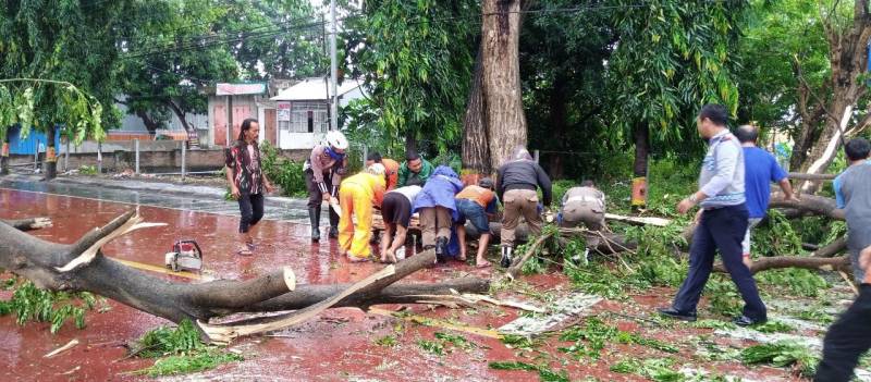 Sat Lantas Polres Bantaeng Evakuasi Pohon Tumbang