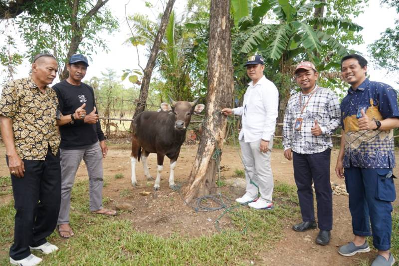 Lebaran Idul Adha 1444 H, PT Semen Tonasa Bagikan 41 Ekor Hewan Kurban