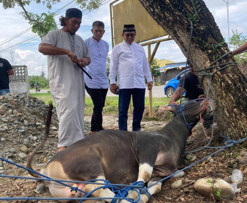 Kurban 7 Ekor Sapi di Luwu Utara, Muhammad Fauzi Berharap Semangat Berkurban Harus Menyebar ke Seluruh Lapisan Masyarakat
