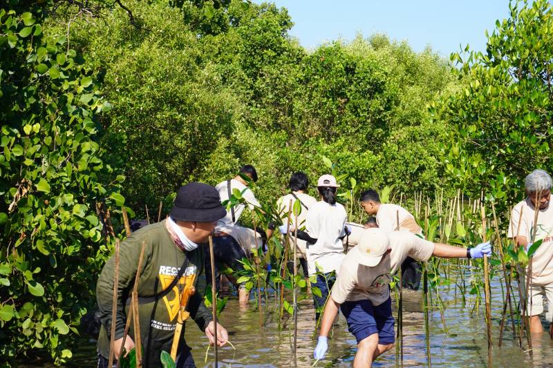 Aksi Peduli Lingkungan, PLN Tanam 1000 Pohon Mangrove di Pesisir Makassar