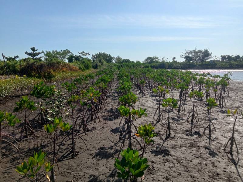 Perkembangan Mangrove yang Ditanam SPJM, 90% Tetap Hidup