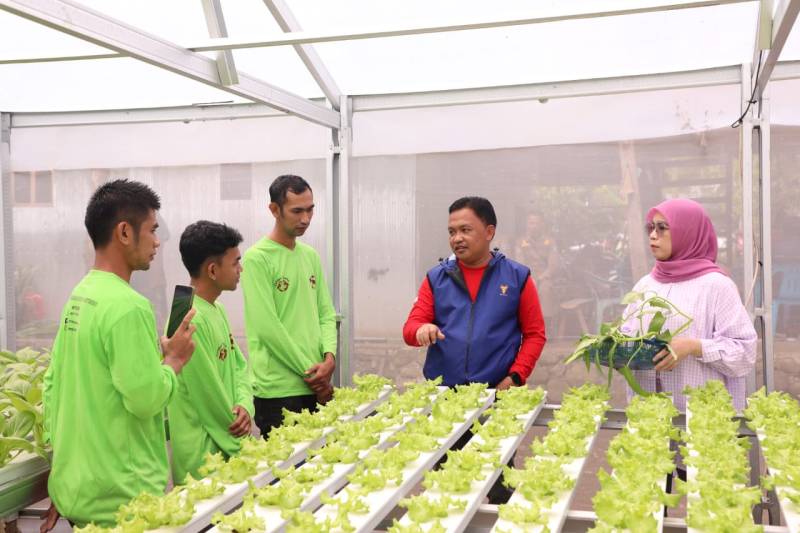 Berkat Bantuan Bupati Bantaeng, Perekonomian Petani Sayuran Hidroponik Meningkat