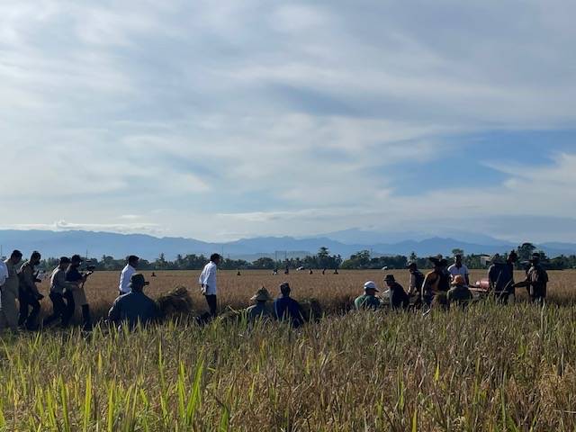 Dampak El Nino, 115 Hektare Sawah di Maros Alami Kekeringan
