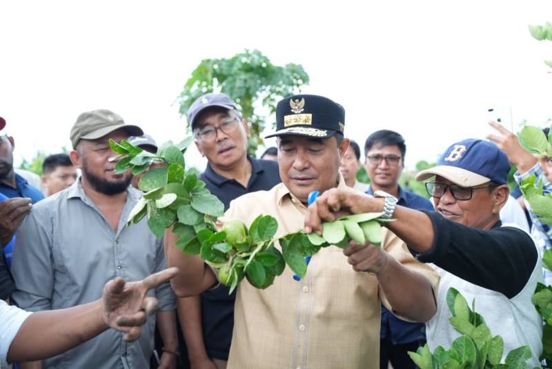 Pj Gubernur Bahtiar Tanam Cavendish dan Panen Lemon Sidenreng