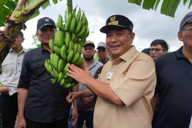 500 Petani Sidrap Siap Budidaya Pisang di Lahan Seluas 2.000 Hektar 
