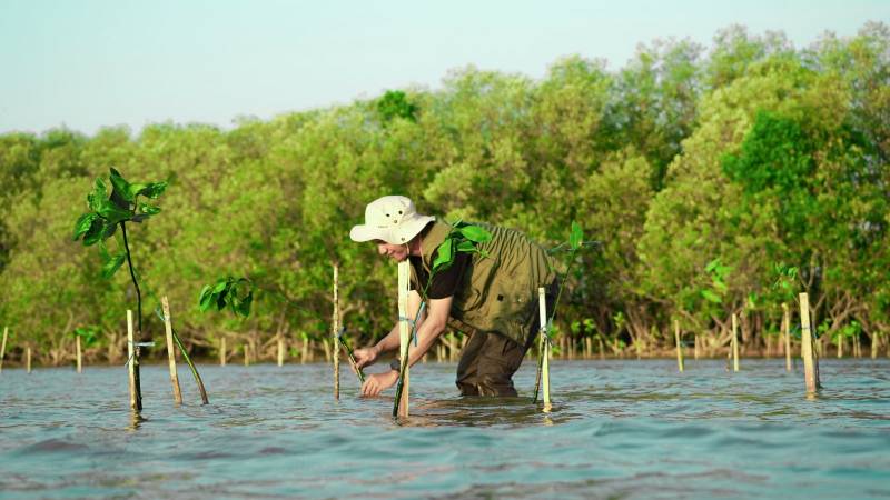 KALLA Lakukan Penyulaman 10.000 Bibit Mangrove Hingga Awal 2024